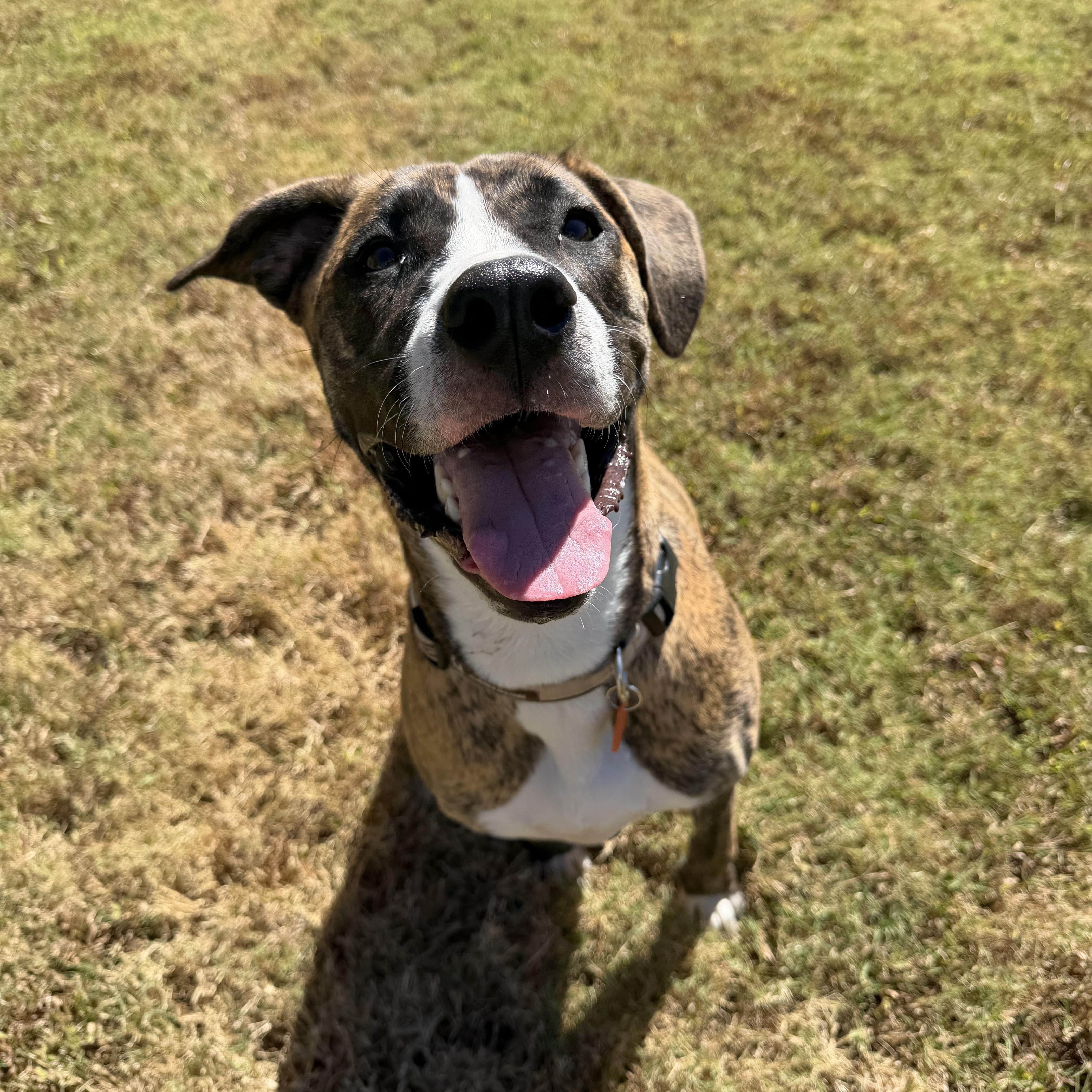 An adult large-sized female Brindle Boxer dog named Coco for adoption in Atoka, TN