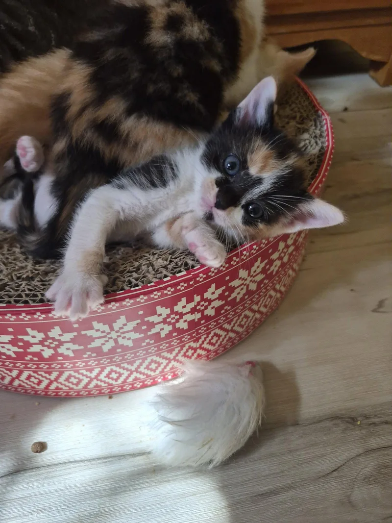 A baby small-sized female Calico cat named C Litter Jasmine for adoption in Livonia, MI