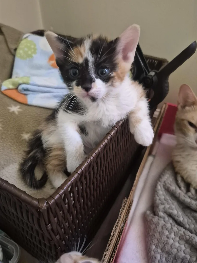 C Litter Jasmine thumbnail 2
