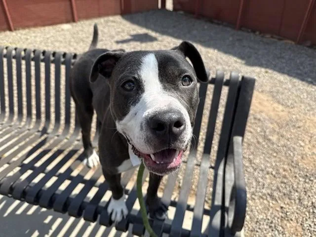 A young large-sized female Pit Bull Terrier dog named Ambrosia for adoption in Phoenix, AZ