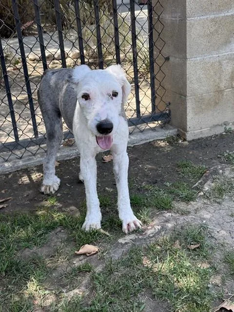 An adult medium-sized male Old English Sheepdog dog named Ollie for adoption in Riverside, CA