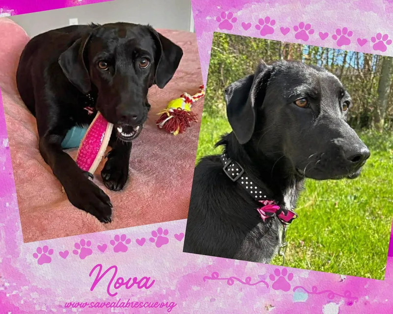 A young medium-sized female Black Labrador Retriever dog named Nova for adoption in Middletown, RI