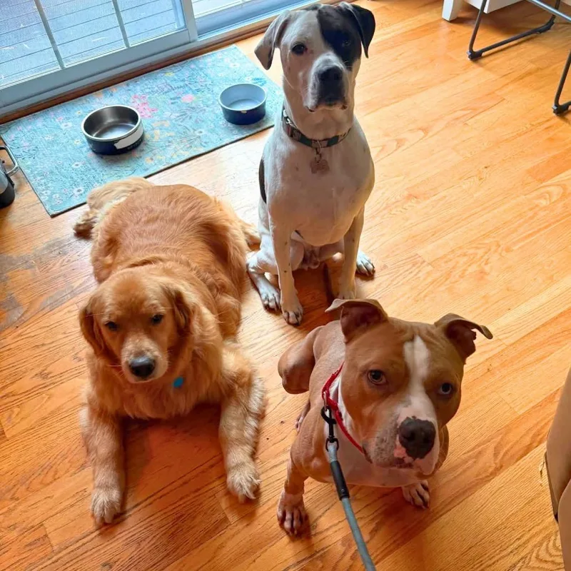 An adult medium-sized male Apricot / Beige Mixed Breed dog named Xavier for adoption in South Portland, ME