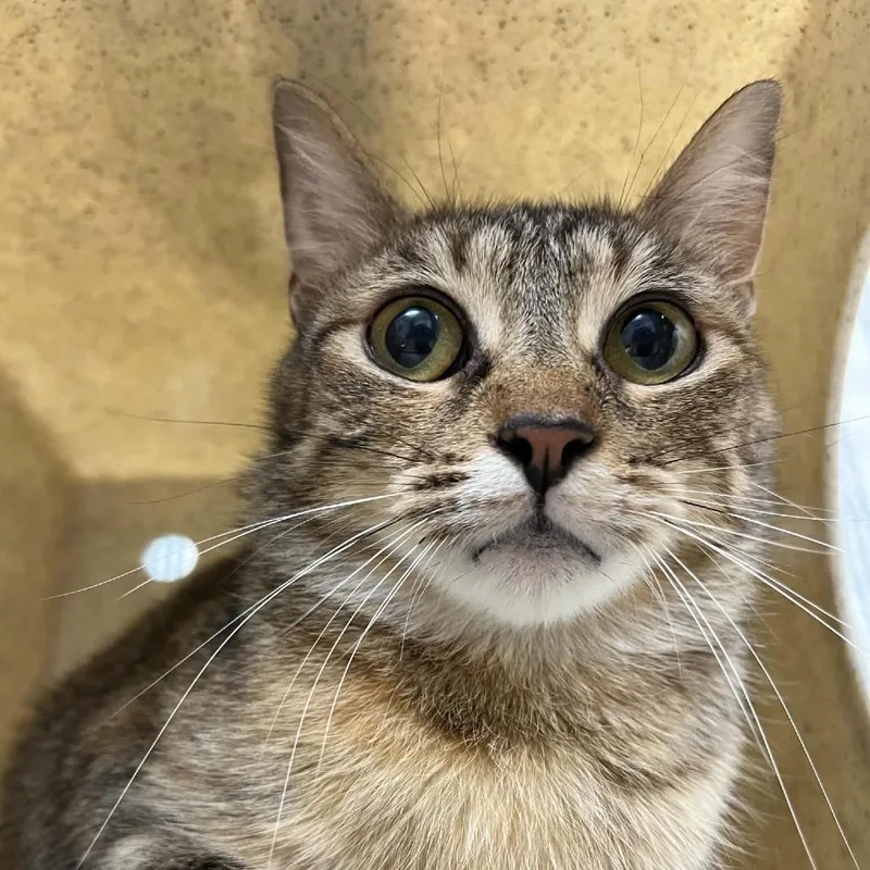 An adult medium-sized female Torbie Domestic Short Hair cat named Tiki for adoption in Lyndhurst, VA