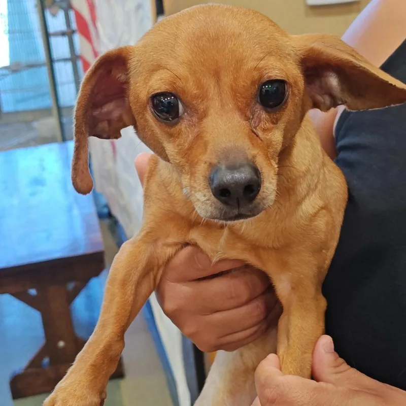 An adult small-sized female Yellow / Tan / Blond / Fawn Chihuahua dog named IEPAStray for adoption in Upland, CA