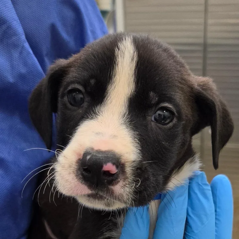 A baby small-sized male Black Mixed Breed dog named Sinbad for adoption in Auburn, AL