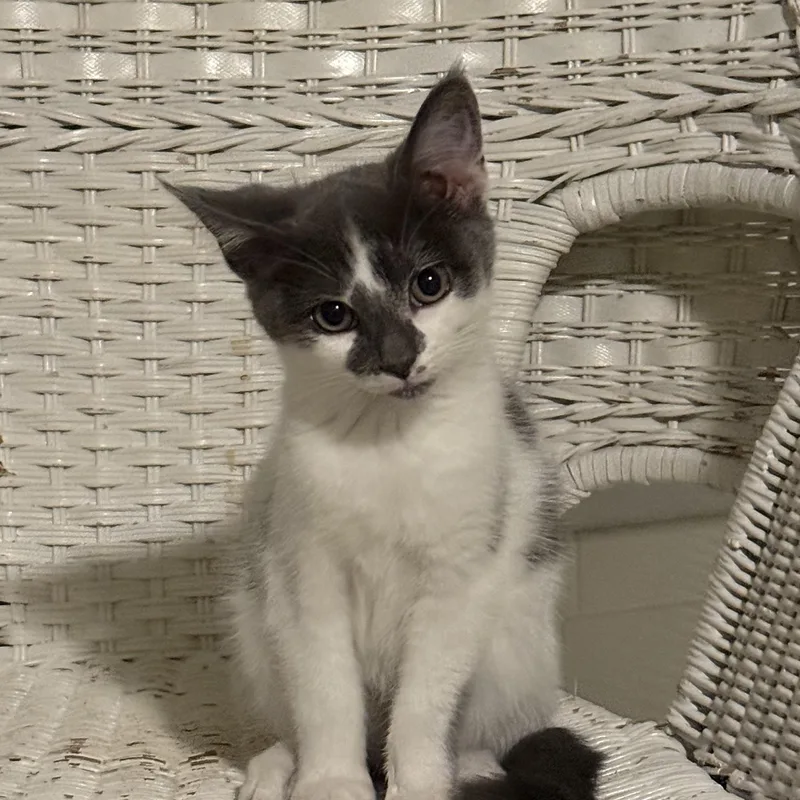 A baby medium-sized female Gray & White Domestic Short Hair cat named Brie for adoption in Pittsboro, NC