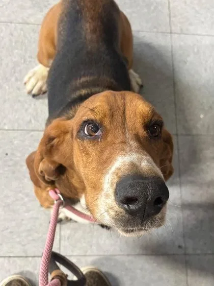 A young medium-sized male Basset Hound dog named Flash for adoption in Hobart, IN