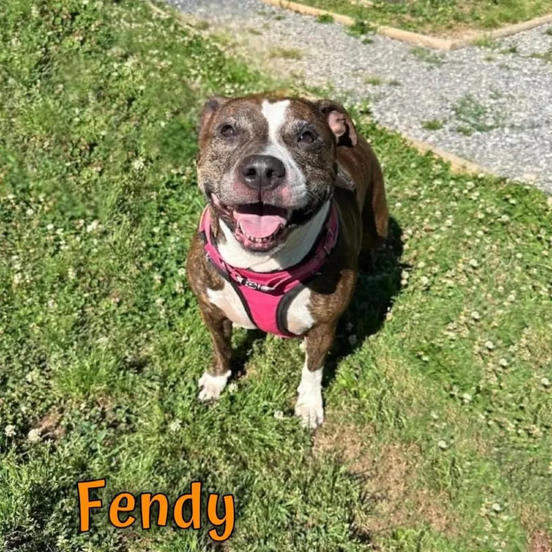 Fendy