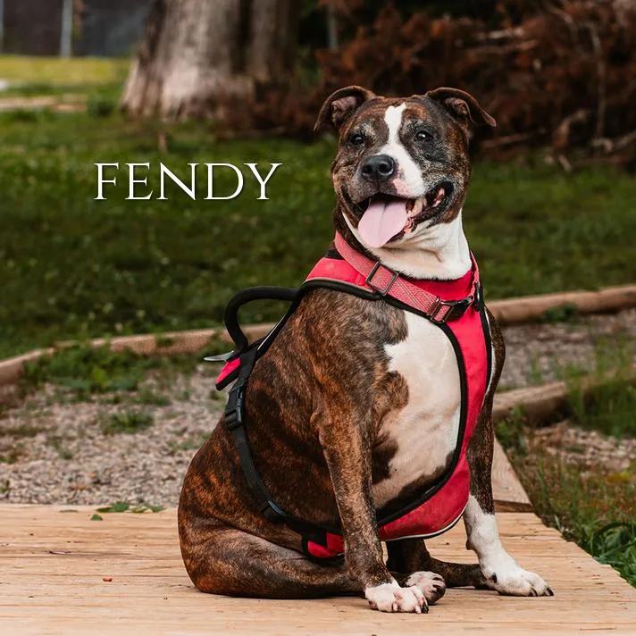 Fendy thumbnail 2