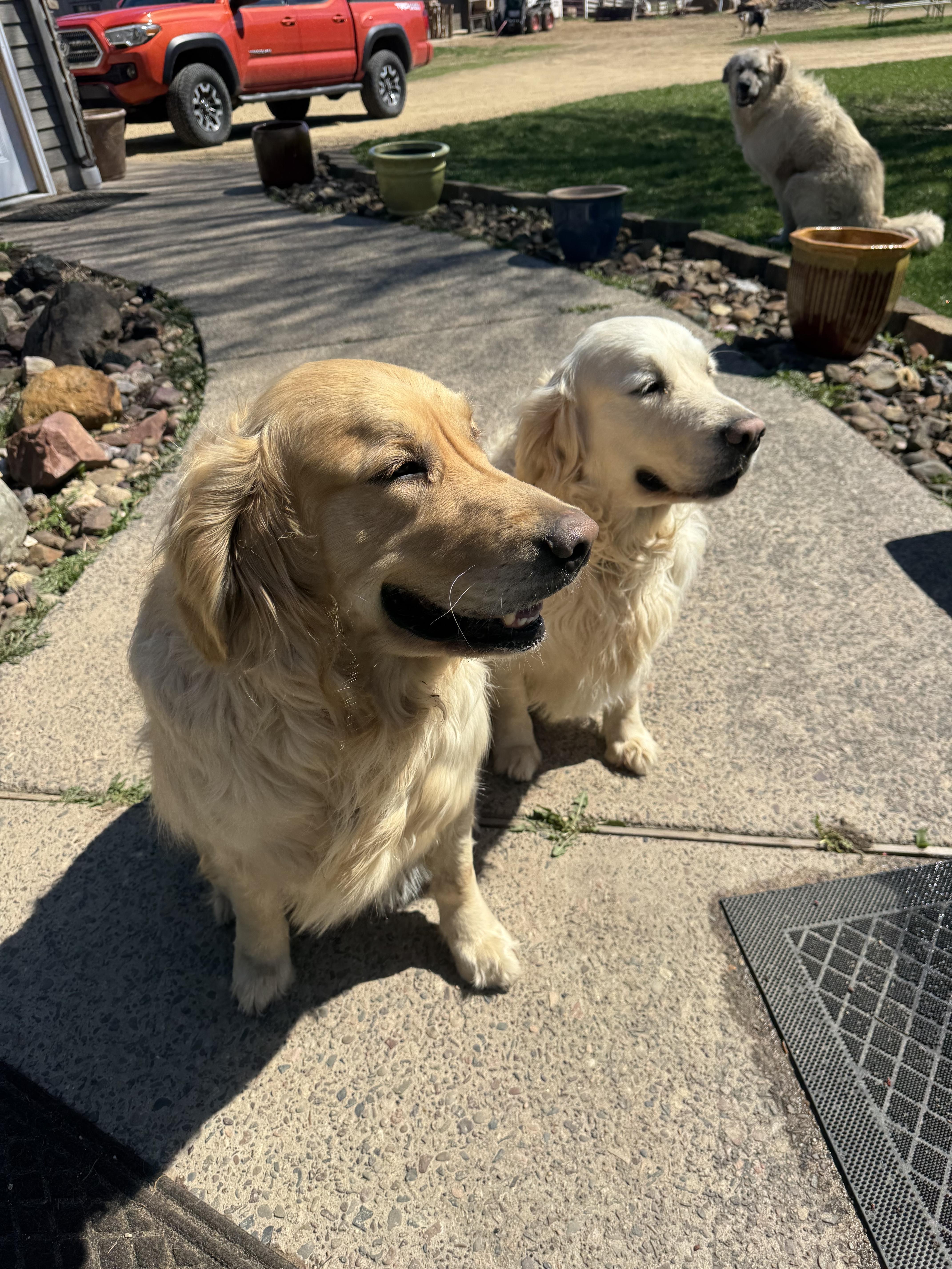 Finn And Ottis