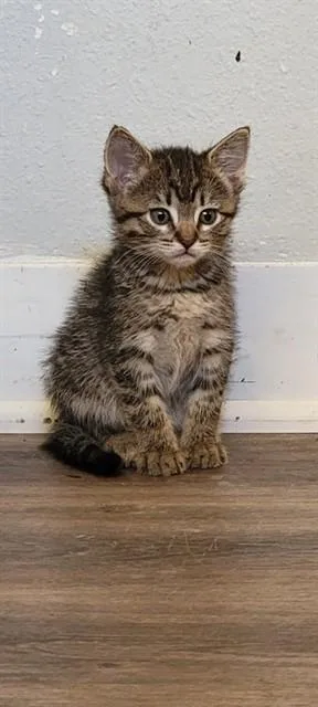 A baby small-sized female Domestic Short Hair cat named Eeyore for adoption in Agoura, CA
