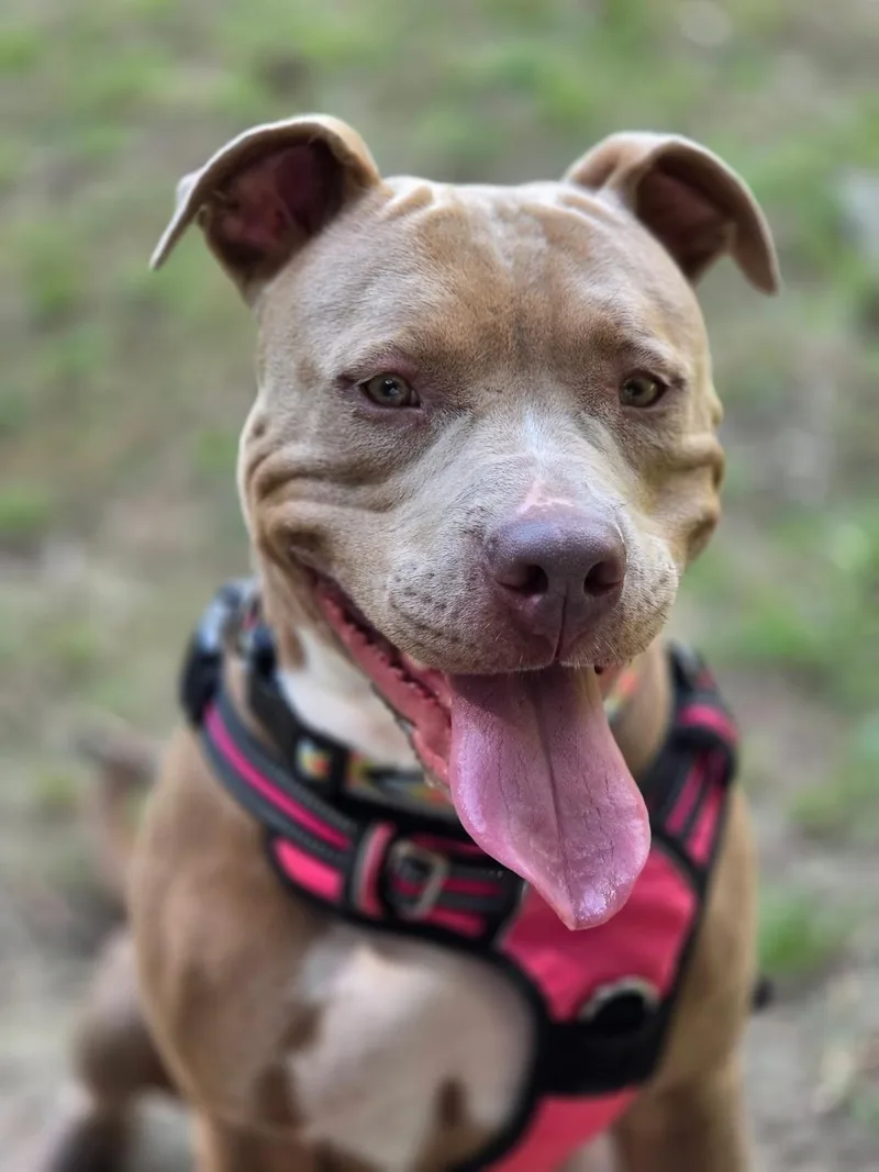 An adult large-sized female American Staffordshire Terrier dog named Vada for adoption in Saluda, VA