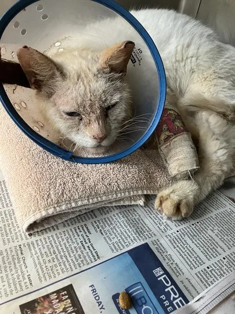A young large-sized male Siamese cat named Randal for adoption in Long Beach, CA