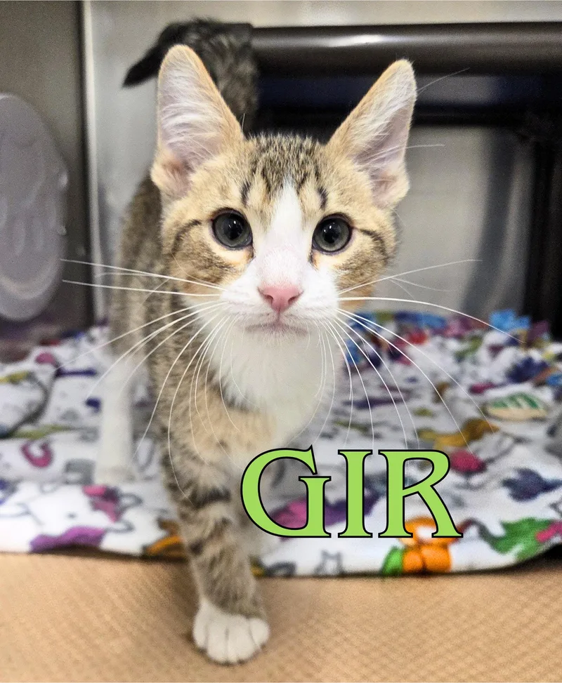 A baby medium-sized male Tabby (Brown / Chocolate) Domestic Short Hair cat named Gir for adoption in Nevada, IA