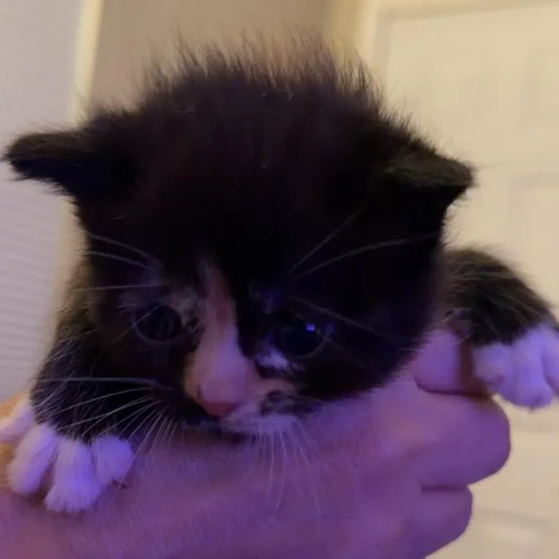 A baby small-sized female Tortoiseshell Domestic Short Hair cat named Mittens for adoption in Grantsville, UT
