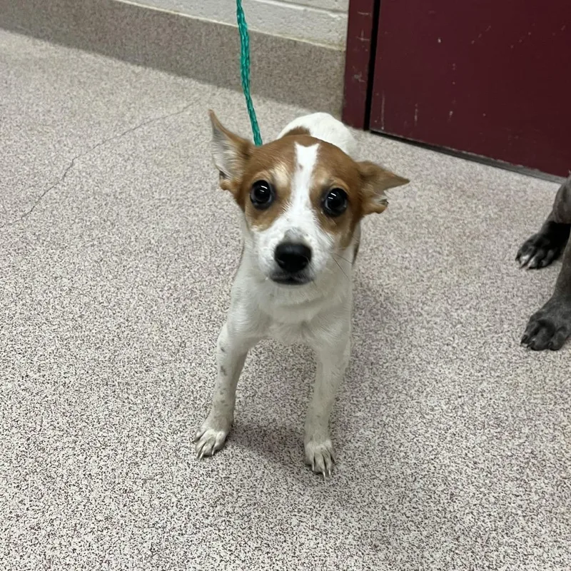 A baby small-sized female White / Cream Chihuahua dog named Hazel for adoption in Ardmore, OK