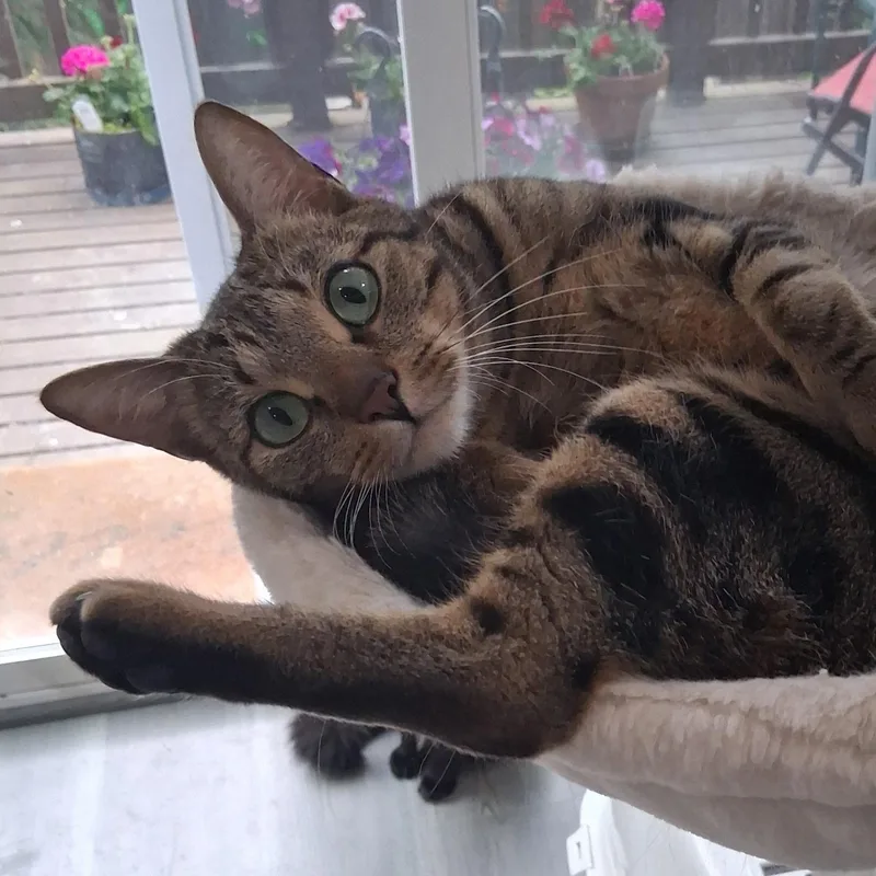 An adult medium-sized female Tabby (Brown / Chocolate) Domestic Short Hair cat named Samuel for adoption in Bothell, WA