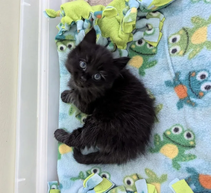 Baby James