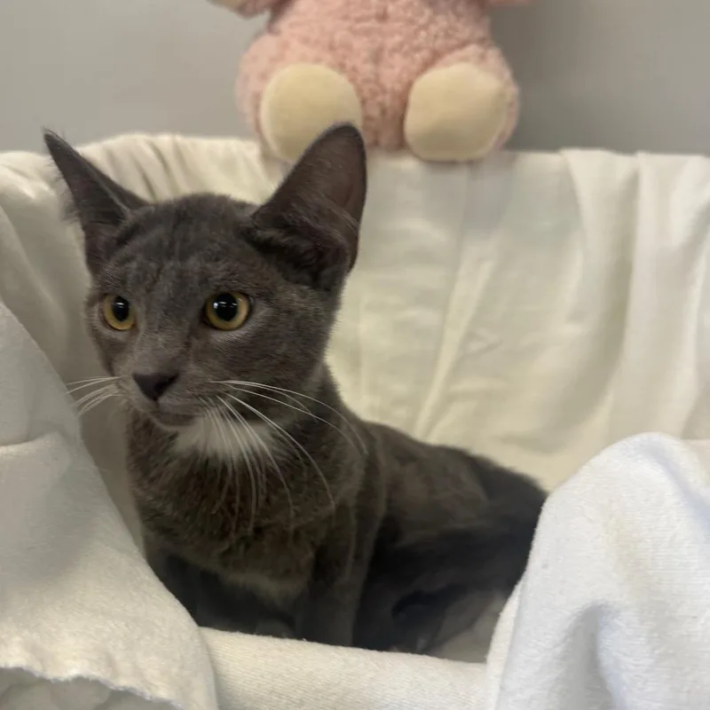 A baby small-sized female Gray / Blue / Silver Domestic Short Hair cat named Lagoon for adoption in Houston, TX