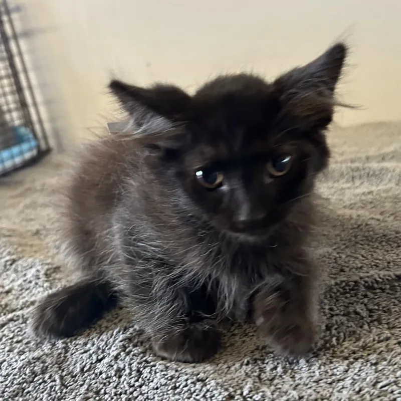 A baby small-sized male Black Domestic Medium Hair cat named IVHSStray for adoption in San Gabriel, CA
