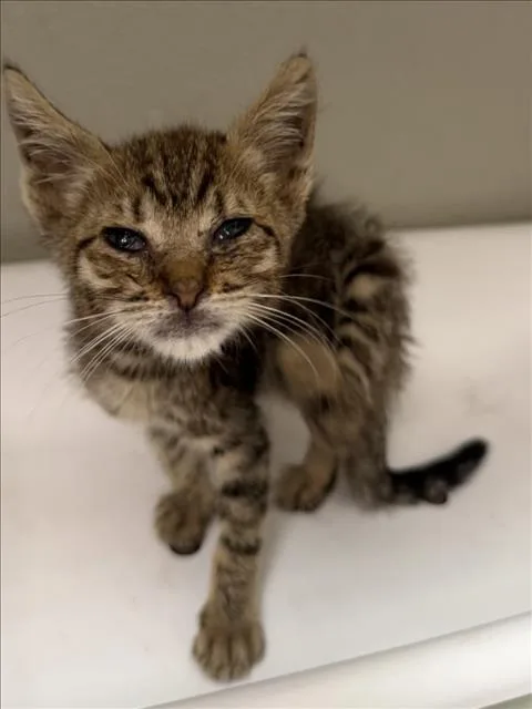 A baby small-sized male Domestic Short Hair cat named Wonder for adoption in Tracy, CA