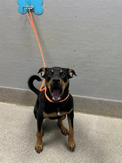 A young medium-sized male Doberman Pinscher dog named Blaze for adoption in Las Vegas, NV