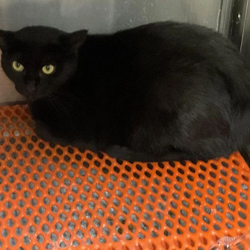 A young small-sized female Black Domestic Short Hair cat named Iris for adoption in Gonzales, LA