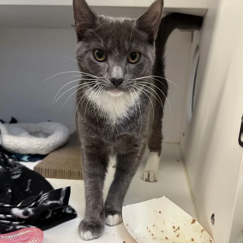 A baby medium-sized female Gray & White Domestic Short Hair cat named Haserya for adoption in Manassas, VA
