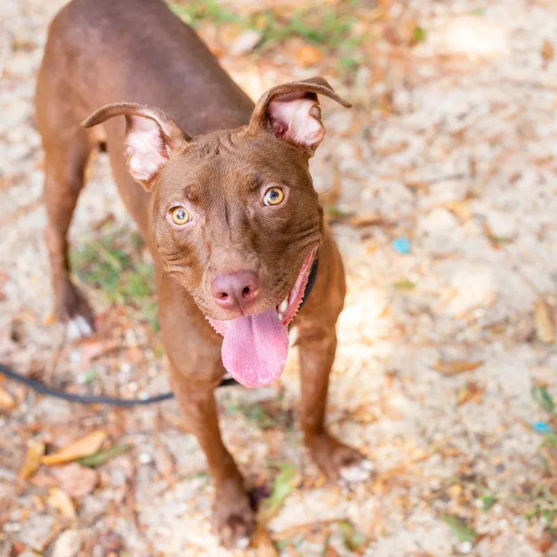 A young medium-sized female American Staffordshire Terrier dog named Sunset for adoption in Hattiesburg, MS