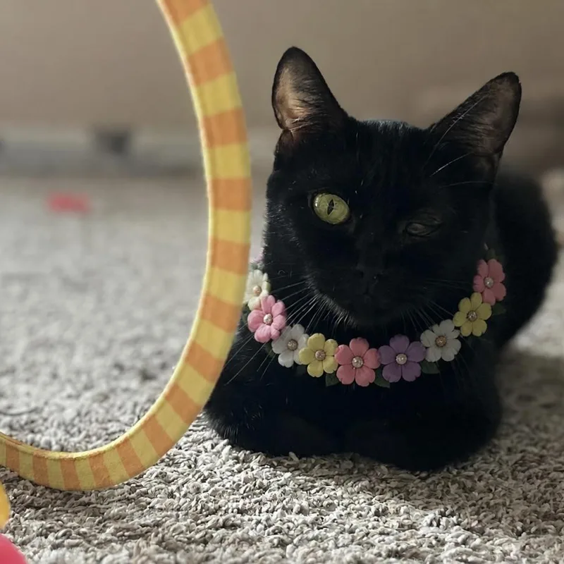 An adult medium-sized female Black Domestic Short Hair cat named Raven for adoption in Liverpool, TX