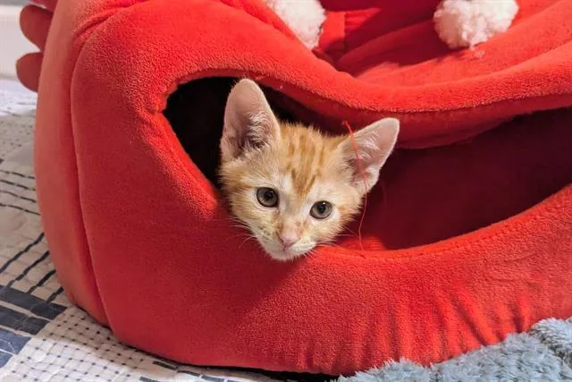 A baby small-sized female Domestic Short Hair cat named Barbie for adoption in Tustin, CA