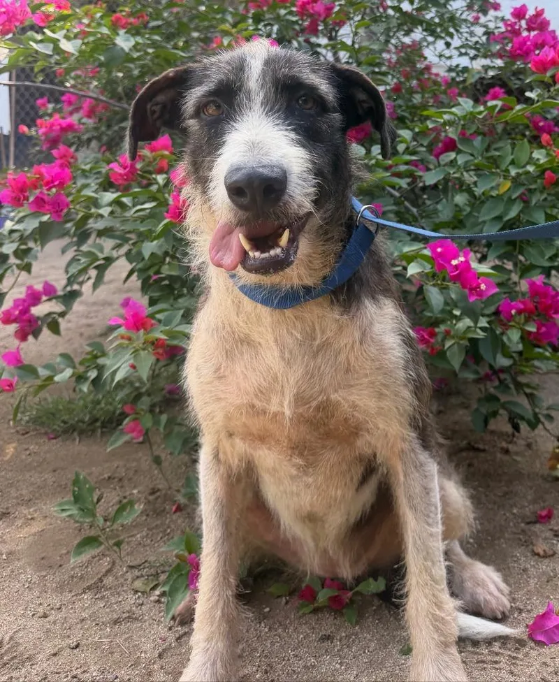 A young large-sized female Airedale Terrier dog named Kimba for adoption in San Diego, CA