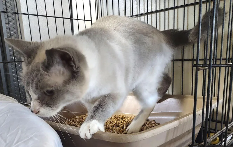 Snow Cream thumbnail 2