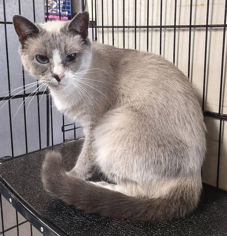 Snow Cream thumbnail 3