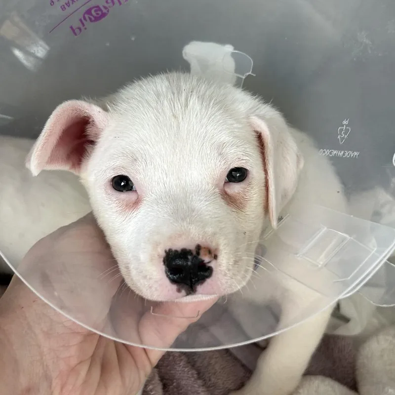 A baby medium-sized female White / Cream Mixed Breed dog named Violet for adoption in Leander, TX