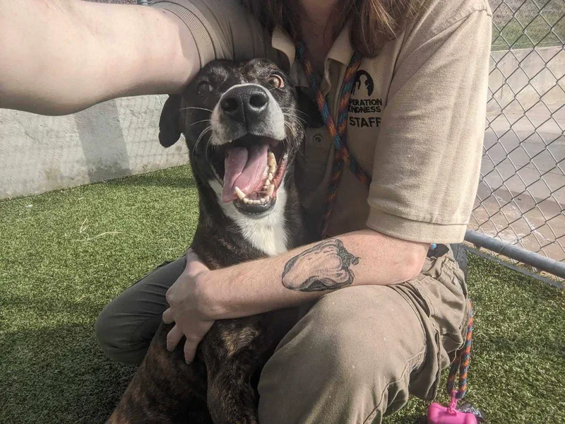 Tiramisu thumbnail 3