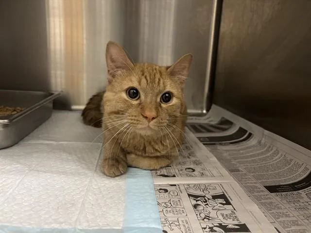 A young small-sized male Domestic Short Hair cat named Jerry for adoption in Garland, TX