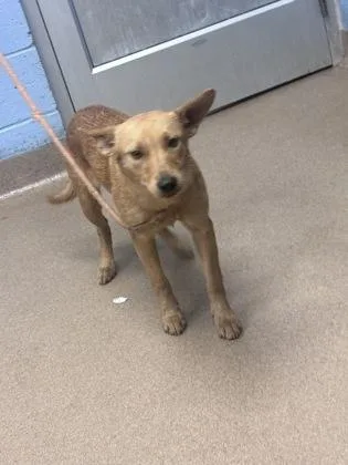 A young medium-sized female Mixed Breed dog named Hartish for adoption in Chamblee, GA