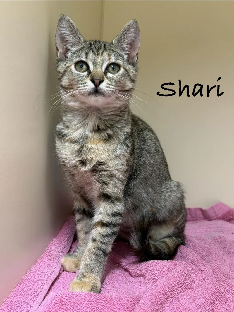A baby medium-sized female Tabby (Brown / Chocolate) Domestic Short Hair cat named Shari for adoption in Pawleys Island, SC