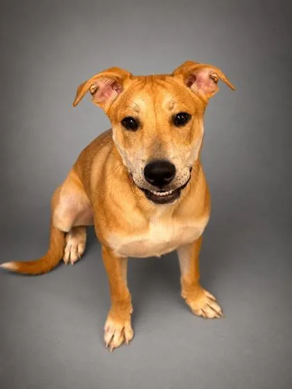 A young small-sized male Shepherd dog named Achilles for adoption in Bowling Green, KY