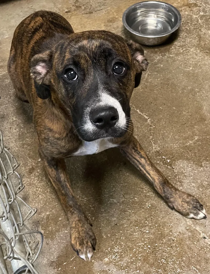 A young medium-sized female Brindle Plott Hound dog named Brownie Hold for adoption in Canton, OH