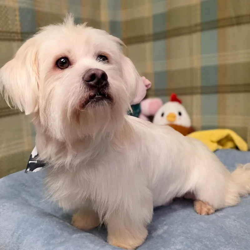 An adult small-sized male Maltese dog named Astro for adoption in Gainesville, TX