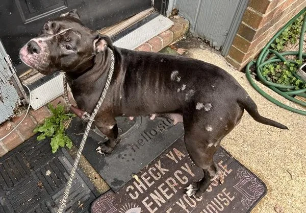 An adult medium-sized female American Staffordshire Terrier dog named Elowen for adoption in Virginia Beach, VA