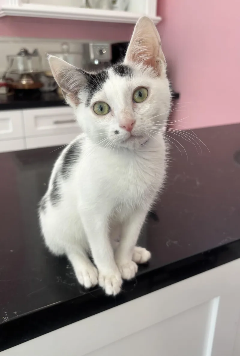 A young small-sized male Black & White / Tuxedo Domestic Short Hair cat named Dimples for adoption in Whittier, CA