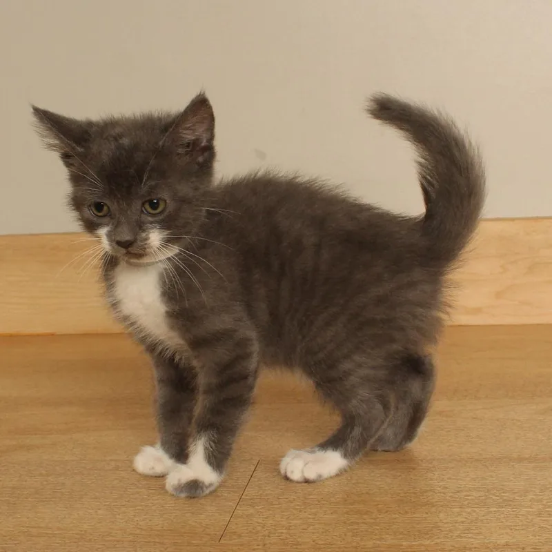 A baby small-sized female Domestic Short Hair cat named Dagwaagin C for adoption in Minnetonka, MN