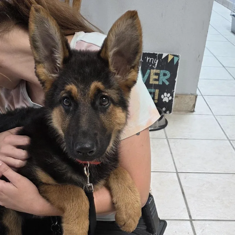 A baby small-sized female Brown / Chocolate German Shepherd Dog dog named Denali for adoption in Camden, DE