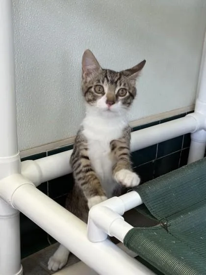 A baby small-sized male Domestic Short Hair cat named Clang for adoption in Honolulu, HI