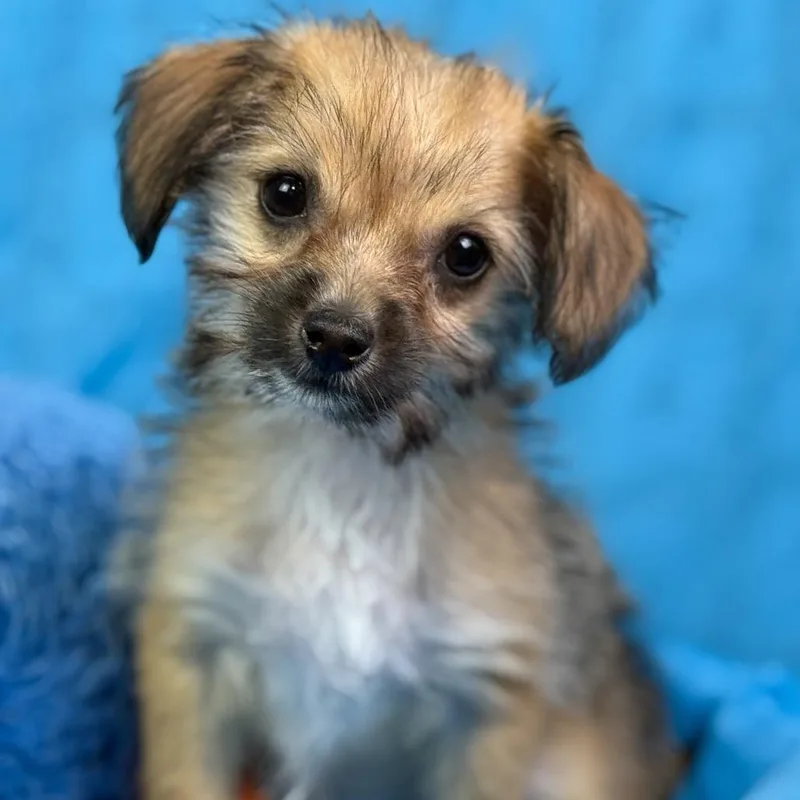 Chicklet: Tiny And Sweet thumbnail 2