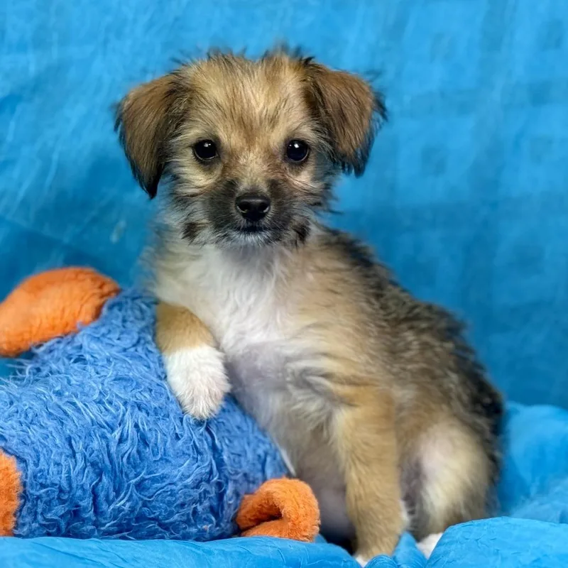 Chicklet: Tiny And Sweet